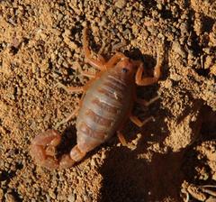 Parabuthus planicauda