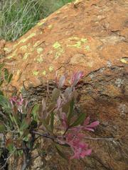 Searsia magalismontana magalismontana