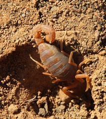 Parabuthus planicauda