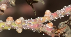 Ceroplastes rusci