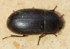 Crypticus gibbulus