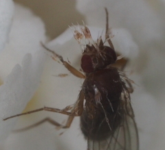 Drosophila funebris