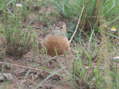 Chersomanes albofasciata alticola