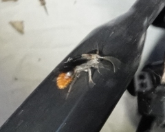 Sphaeropthalma marpesia