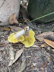 Phylloporus foliiporus