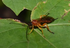 Theronia hilaris