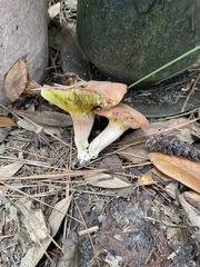 Phylloporus foliiporus