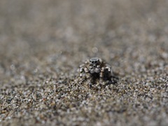 Habronattus amicus