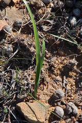Moraea polystachya