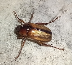 Amadotrogus insubricus