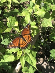 Limenitis archippus watsoni
