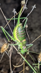 Steropleurus andalusius