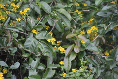 Senecio angulatus