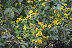 Senecio angulatus