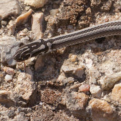 Psammophis crucifer