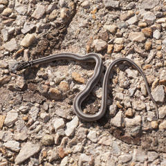 Psammophis crucifer