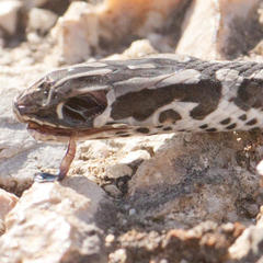 Psammophis crucifer
