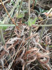 Pelargonium auritum carneum