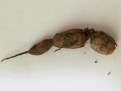 Pelargonium auritum carneum