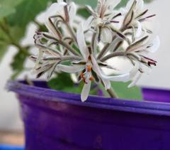 Pelargonium auritum carneum