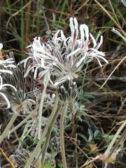 Pelargonium auritum carneum
