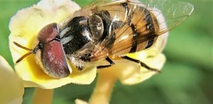 Copestylum fornax