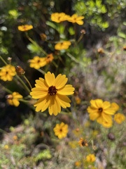 Coreopsis linifolia