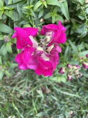 Antirrhinum tortuosum