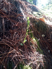 Habenaria rosulifolia