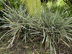 Ophiopogon jaburan