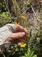 Coreopsis linifolia