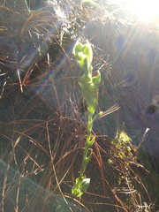 Habenaria rosulifolia