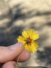 Coreopsis linifolia