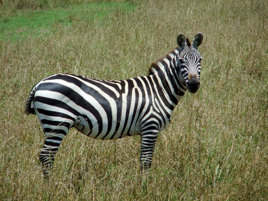 Plains Zebra (Equus quagga) - Know Your Mammals
