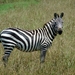 Grant’s Zebra - Photo (c) ispylifers, some rights reserved (CC BY-NC)