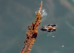 Pycnostictus seriatus