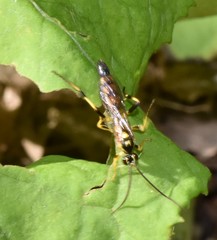 Ichneumon annulatorius