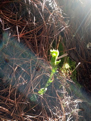 Habenaria rosulifolia