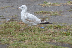 Larus delawarensis