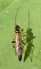Ichneumon annulatorius