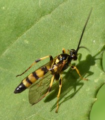 Ichneumon annulatorius