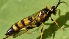 Ichneumon annulatorius