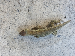 Sceloporus olivaceus