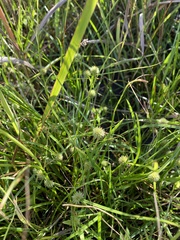 Cyperus brevifolioides