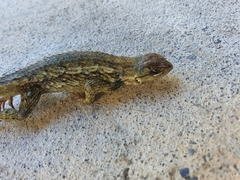 Sceloporus olivaceus