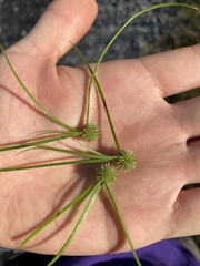 Cyperus brevifolioides
