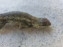 Sceloporus olivaceus