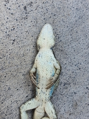 Sceloporus olivaceus