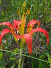 Lilium catesbaei image