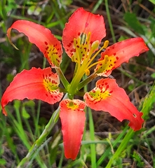 Lilium catesbaei image
